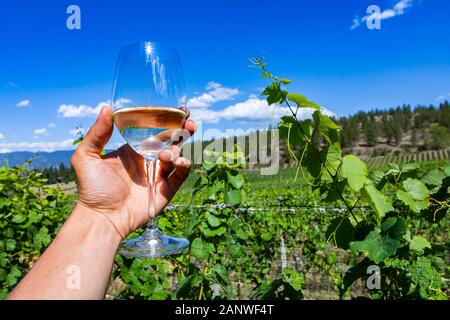 Hand mit einem Glas weißen Weine Prost gegen Okanagan Valley Weinberge Weinberge, Kanadische Weinbereitung, British Columbia, BC, Kanada Stockfoto