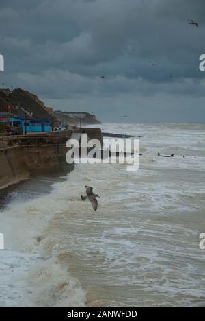 Eine Möwe am Meer in Cromer Norfolk UK während ein Herbststurm Stockfoto