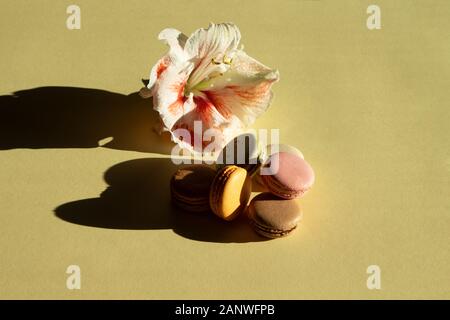 Zeitgenössische Komposition pastell Macarons und Blüten Amaryllis auf hellen Gelb backgraund mit dunklen Schatten. Stockfoto