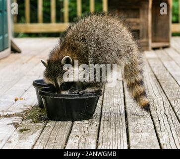 Baby-Waschbären, die im Sommer in Oak Mountain, New Brunswick, Kanada, auf dem Rand einer schwarzen Hundeschüssel stehen und auf einem Holzdeck essen und trinken. Stockfoto