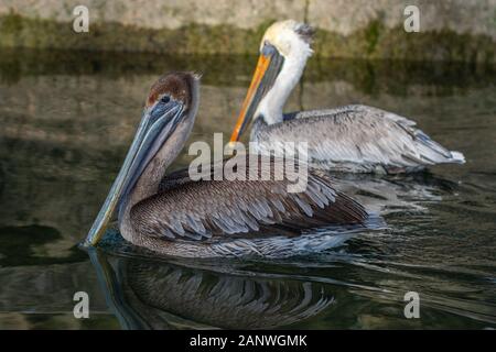 Porträt eines Jugendlichen und Erwachsenen Braunpelikan (pelecanus occidentalis) zusammen schwimmen auf Wasser als Abend Ansätze. Stockfoto