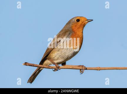 Rotkehlchen, Erithacus Rubecula, thront auf einem Zweig in der Sonne in einem britischen Garten Stockfoto