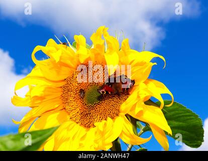 Sonnenblume an einem sonnigen Sommertag mit Schmetterling, gegen blauen Himmel. Sonnenblume an einem sonnigen Sommertag. Stockfoto