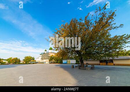Einsamen grünen Baum auf dem Gebiet des Klosters. Stockfoto