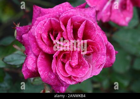 Rose Blackberyy Nip: lila oder violett mischen. Deep Purple. Magenta, Violett. Starke Duft. 41 Blütenblätter. Mittlerer Durchmesser 4,25". Stockfoto