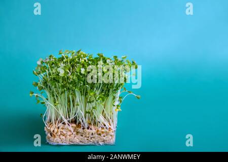 Junge frische grüne Triebe von Brunnenkresse auf Blau Türkis Hintergrund. Gartenbau gesunde Pflanze, vegan, Vegetarisch essen. Garnieren Microgreens Stockfoto