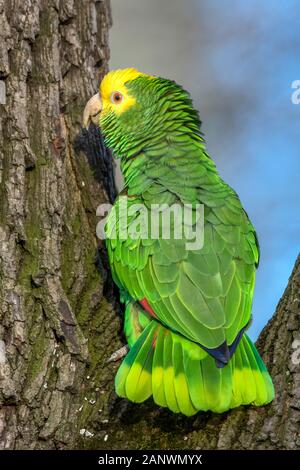 Gelbkopfamazone (Amazona Oratrix) Stockfoto