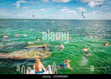Kuba 26.01.2013 - Touristen aus Katamaran Schnorcheln im Meer zwischen den Inseln vom Festland Kuba während Möwen fliegen herum Stockfoto
