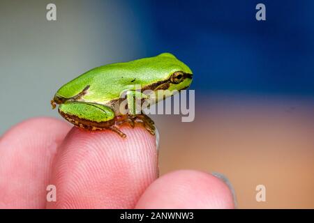 Europäischer Laubfrosch (Hyla Arborea) Stockfoto