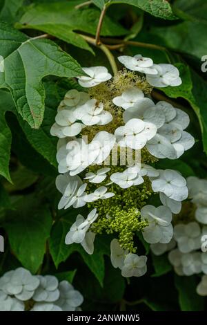 Eichenblättrige Hortensie (Hydrangea quercifolia) Stockfoto