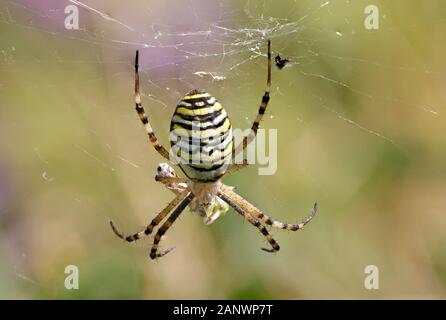 Wespenspinne (Argiope bruennichii) Stockfoto