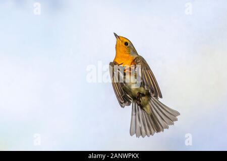 Rotkehlchen (Erithacus Rubecula) fliegt eine Kokosnuss Stockfoto