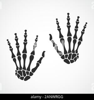 Knochen der beiden Hände auf hellen Hintergrund. Skelett Hand. Vector Illustration. Das Skelett der menschlichen Hand. Stock Vektor