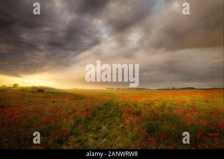 Schönen sonnenaufgang Mohnfelder in Norfolk England mit Gewitterwolken und Sonnenlicht durch den bewölkten Himmel brechen. Natürliche morgen Landschaft mit roten f Stockfoto