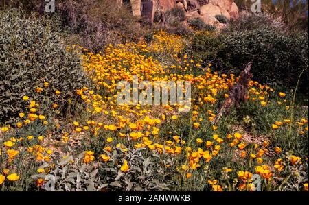 Gelb & Vibrant Poppy wilde Blumen blühen in der Wüste von Arizona im Frühling. Stockfoto