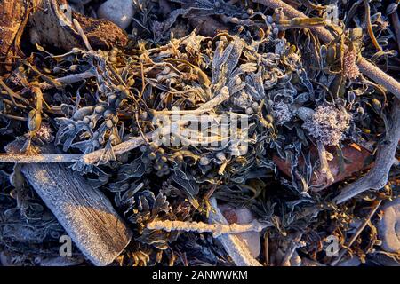 Frosty Strand close-ups auf einer South Wales Beach im Januar Stockfoto