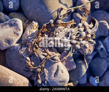 Frosty Strand close-ups auf einer South Wales Beach im Januar Stockfoto