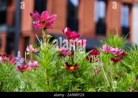 Rosa mexikanischen Aster in der Stadt garten. Cosmos Bipinnatus in schöner Frühling Stockfoto