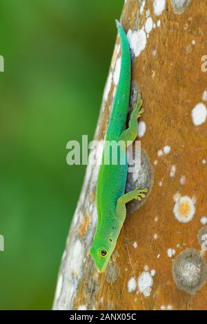 Seychellen Riese Taggecko - Phelsuma sundbergi ist tagaktive Arten von grünen Geckos, Leben auf den Inseln der Seychellen und bewohnt, Bäume und Wohnungen, f Stockfoto