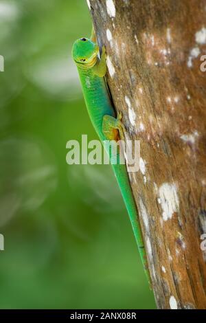 Seychellen Riese Taggecko - Phelsuma sundbergi ist tagaktive Arten von grünen Geckos, Leben auf den Inseln der Seychellen und bewohnt, Bäume und Wohnungen, f Stockfoto