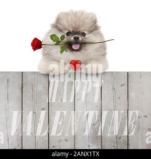 Süß lächelnd pomeranian spitz Welpe Hund mit roten Herzen und Rose, und text Happy Valentine, hängen mit den Pfoten auf hölzernen Zaun, auf weissem backgr isoliert Stockfoto