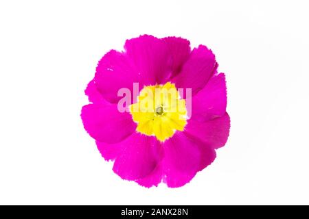 Isolierte primulablüte dicht auf weiß Stockfoto