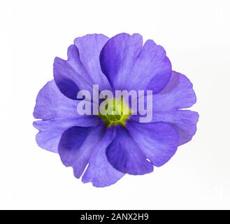 Isolierte primulablüte dicht auf weiß Stockfoto