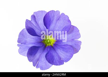 Isolierte primulablüte dicht auf weiß Stockfoto