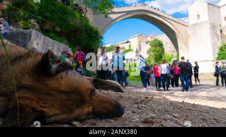 Streunender Hund schläft, im Schatten der Alten Brücke von Mostar. Touristen unten und auf der Stari Most in Mostar, Bosnien und Herzegowina, April 2019. Stockfoto