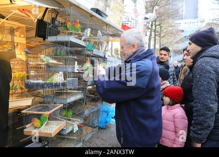 Käfigvögel werden auf dem großen Sonntagsmarkt auf dem Theaterplein im Zentrum von Antwerpen, in Belgien, Nordeuropa, verkauft Stockfoto