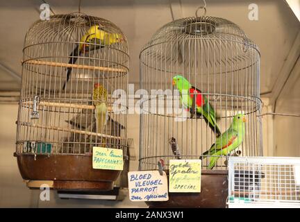 Käfigvögel werden auf dem großen Sonntagsmarkt auf dem Theaterplein im Zentrum von Antwerpen, in Belgien, Nordeuropa, verkauft Stockfoto