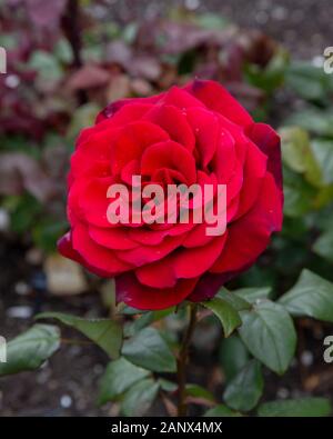 Paola - Hybrid Tea Rose Tantau Stockfoto