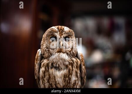 Foto eines gefüllten Tieres. OWL Head Old Vintage House Artikel Verkauf Garage Aufbewahrungsbehälter UK manchester london Platz für Textwerbung Stockfoto