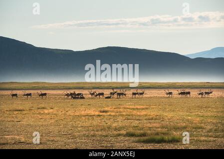 Rentiere in der idyllischen Berglandschaft. Tanafjord, Finnmark, Norwegen Stockfoto