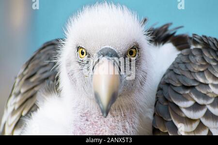 Ein Weiß-backed Vulture in die Kamera starrt Stockfoto
