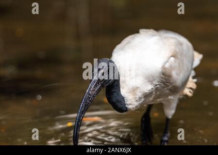 White Ibis juvenile Vogel close-up Profil anzeigen Mit rock Hintergrund, mit ausgebreiteten Flügeln, braunen Federn Gefieder, Körper, Kopf, Augen, Schnabel, langen Hals Stockfoto