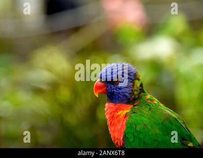 Der Regenbogenlorikeet ist eine in Australien vorkommende Papageienart. Sie ist entlang der östlichen Seeboard, vom Norden Queenslands bis nach South Australia, verbreitet Stockfoto