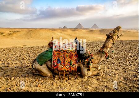 Traditionell dekoriertes Kamel, das sich in der Wüste mit Khufus Pyramide, Pyramide von Khafre und Pyramide von Menkaure im Hintergrund niederlegt Stockfoto