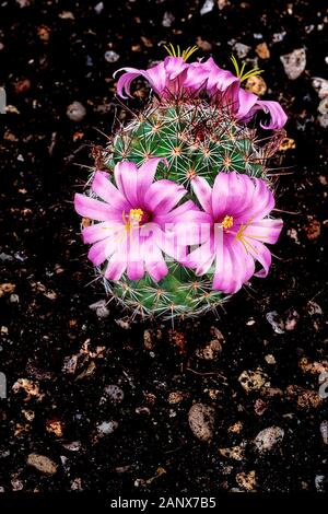 Mammillaria Hookerii. syn Mammillaria microcarpa mit dunkelrosa Blüten an Kakteen. Blumen im Frühsommer und Frost. Stockfoto