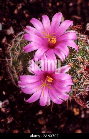 Mammillaria Hookerii. syn Mammillaria microcarpa mit dunkelrosa Blüten an Kakteen. Blumen im Frühsommer und Frost. Stockfoto