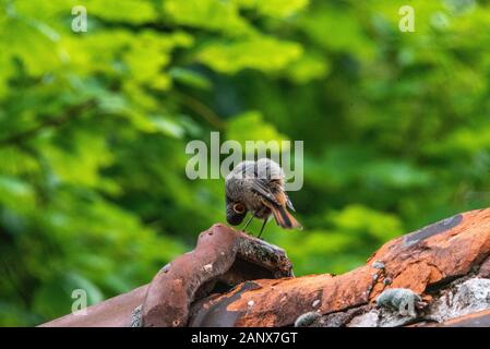 Ein Nahschuss eines Rollvogels, der auf einem Dach auf dem Kopf pfiffig niedlich komisch kreischender Raum für Textunterschrift zwitscht Stockfoto