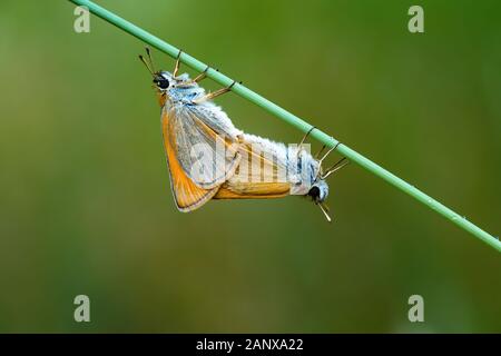 Wiese braun Schmetterling. Schmetterlinge in liebe mate Stockfoto