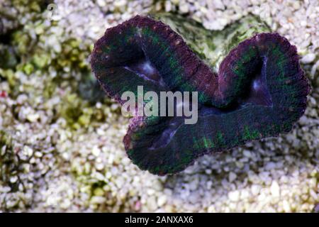 Die gefaltete Koralle - (Wellsophyllia radiata) Stockfoto