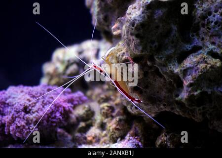 Lysmata amboinensis - Salzwasser Putzergarnelen, wirbellosen Kreatur Stockfoto