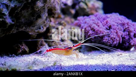 Lysmata amboinensis - Salzwasser Putzergarnelen, wirbellosen Kreatur Stockfoto