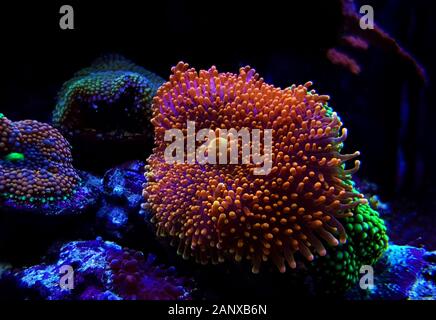 Ricordea Yuma isolierte Koralle auf einem Frappenstecker Stockfoto