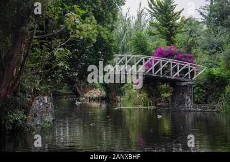 Wunderschönes Wasser Szene, Brücke über einen Kanal in Xochimilco, Mexiko; grün, lila Blüten und Reflexionen. Stockfoto