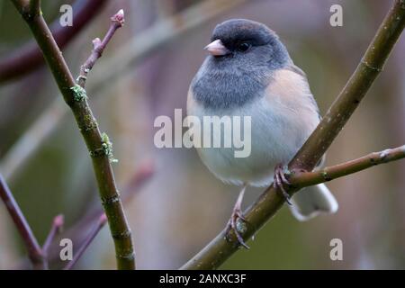 Weibliche dark-eyed junco am Weinstock ahorn Zweig, Snohomish, Washington, USA Stockfoto