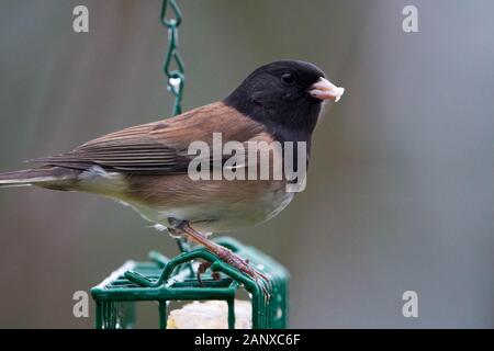 Männliche dark-eyed Junco auf nierenfettzufuhr, Snohomish, Washington, USA Stockfoto