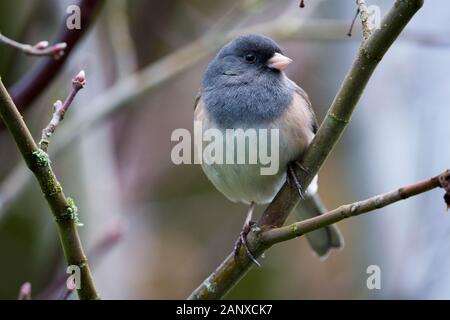 Weibliche dark-eyed junco am Weinstock ahorn Zweig, Snohomish, Washington, USA Stockfoto